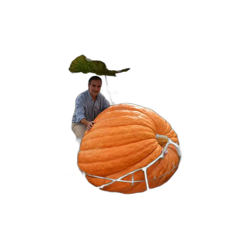 Calabaza Grande